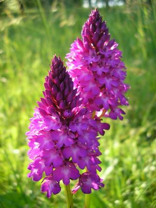 orchidej Vojšic - rudohlávek jehlancový