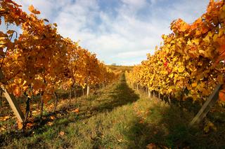 Vinařství Mikrosvín Mikulov.jpg