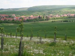 Boršice u Bl.jpg