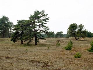 Vojenské cvičiště