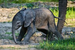 mládě slona afrického_foto Zoo Zlín