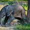 mlade-slona-africkeho_Zoo Zlín.jpg