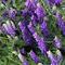 Certak_Vicia_villosa_2014-05-21_n.jpg
