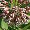 klejicha_2007-06-25_n.jpg