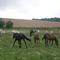 SDC12727.JPG